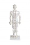 Anatomical Model of the Male Human Body 50 cm: 361 acupuncture points and 80 curious points